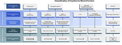 Diversity of Phenotype and Genetic Etiology of 23 Cystinuria Saudi Patients: A Retrospective Study